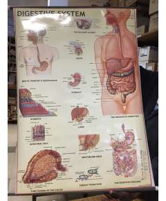 Generic Human Digestive System Chart
