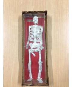 Generic 12inch Human Skeleton