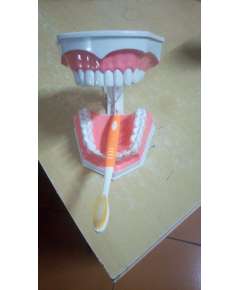 Generic Dental Mouth Model