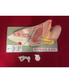 Human Ear Model