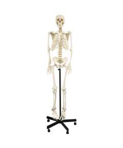 Generic 168cm Human Skeleton Model