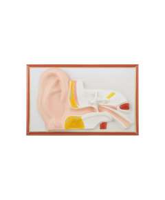 Plastic Human Auditory Size Model