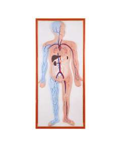 Plastic Human Circulatory Size Model