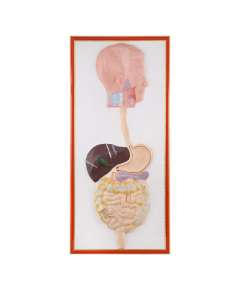 Plastic Human Digestive Size Model