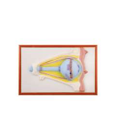 Plastic Human Eye Size Model