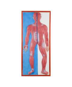 Plastic Human Muscular Size Model