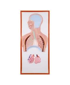 Plastic Human Respiratory Size Model