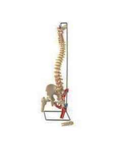 Flexible Spinal Column with Femur Model