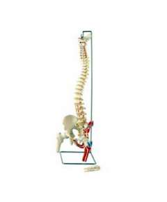 Spine Model