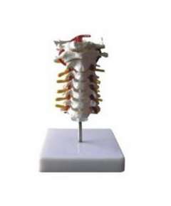 Cervical Vertebral Column Model