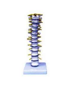Thoracic Vertebra Model