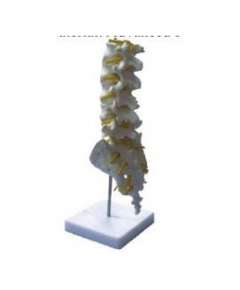 Lumbar Vertebra Model