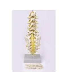 Lumbar Vertebra with Spinal Nerves Model