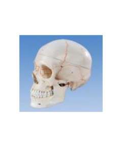 Skull with Number Model