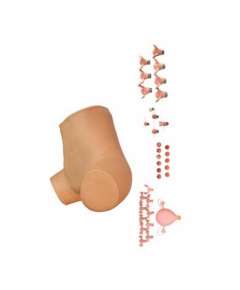 Gynecological Examination Model