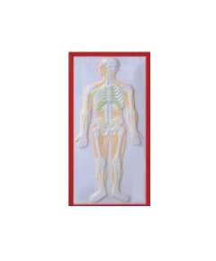 Plastic Human Nervous Size Model