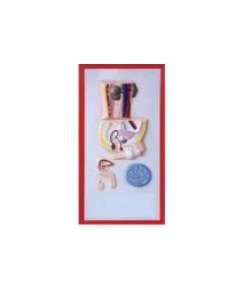 Plastic Human Reproductive Size Model