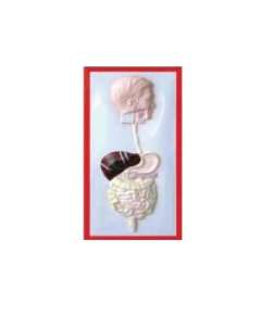 Plastic Human Excretory Size Model