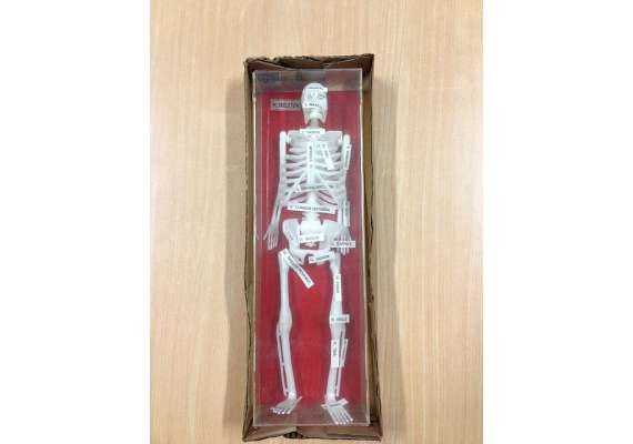 Generic 12inch Human Skeleton