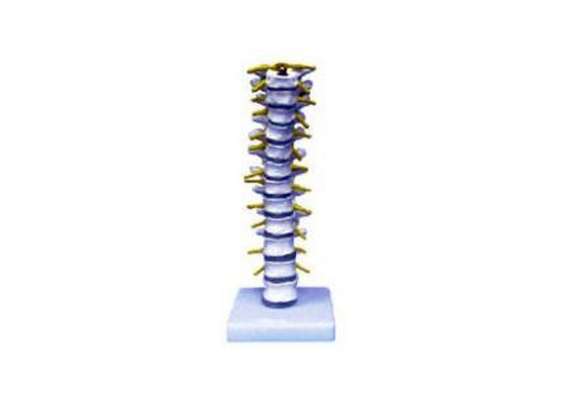 Thoracic Vertebra Model