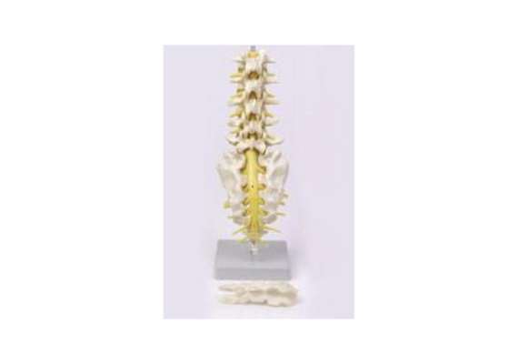 Lumbar Vertebra with Spinal Nerves Model