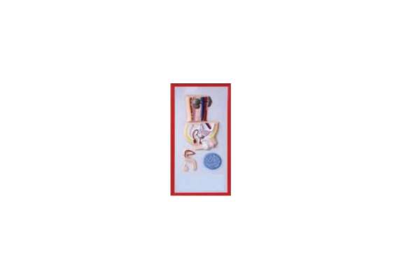 Plastic Human Reproductive Size Model