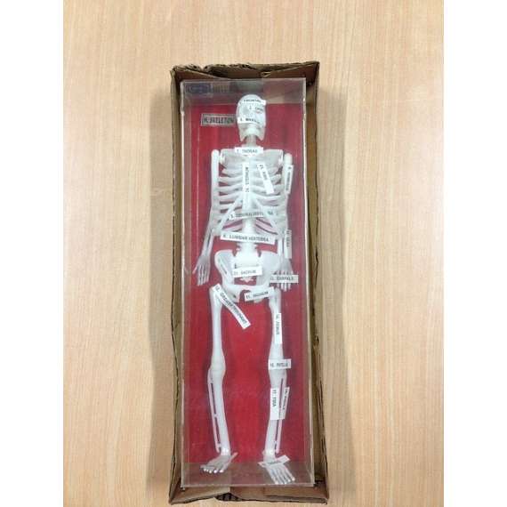 Generic 12inch Human Skeleton