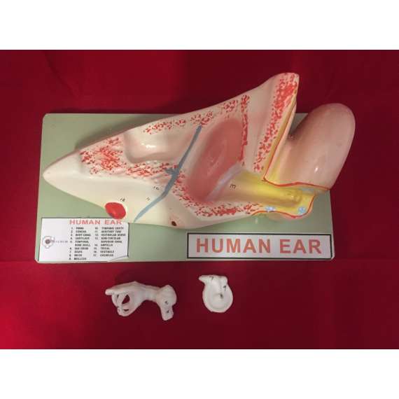 Human Ear Model