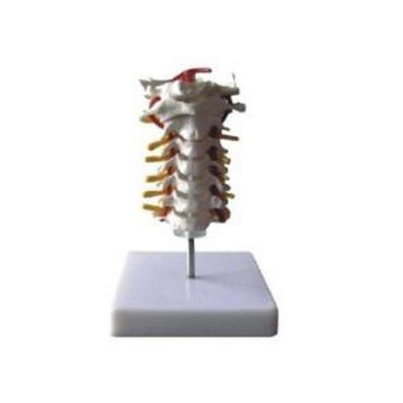 Cervical Vertebral Column Model